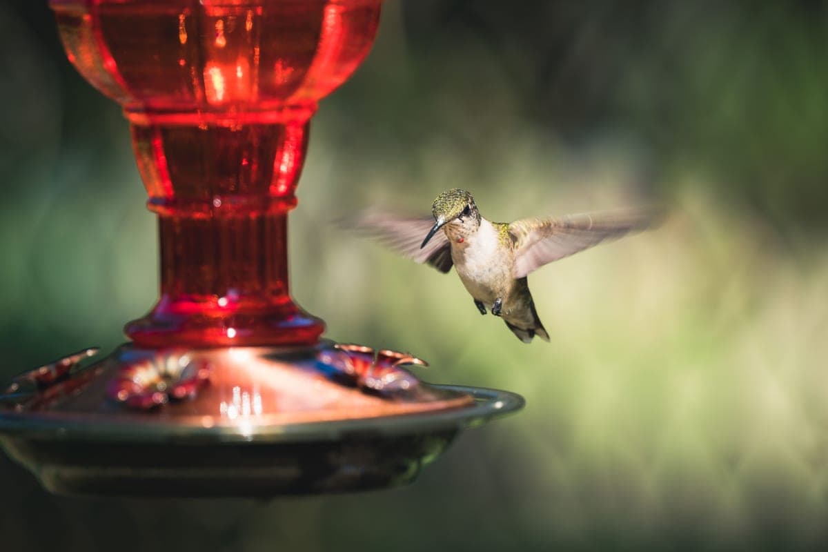 A hummingbird hovering at a red nectar feeder in summer sunshine
