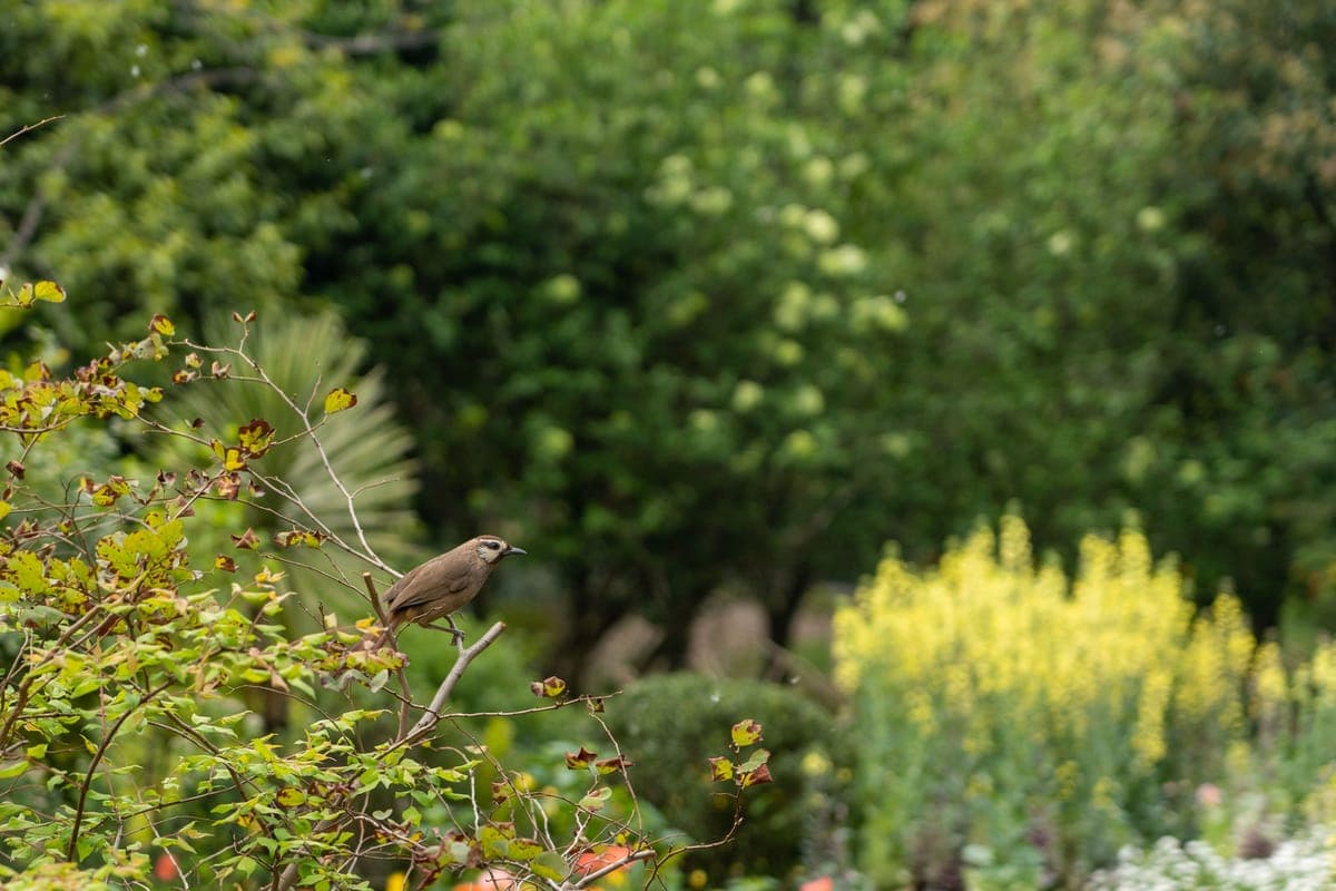 A small bird perched among flowering garden foliage