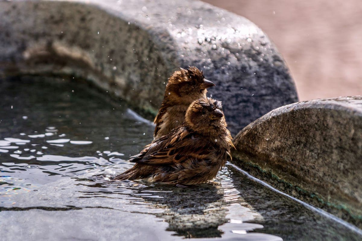 Two sparrows bathing in a shallow stone birdbath