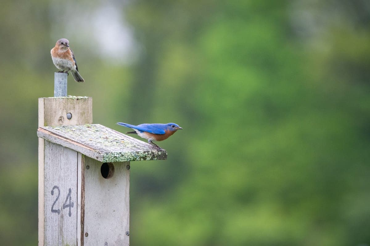 A pair of Eastern Bluebirds resting on a rustic wooden nest box