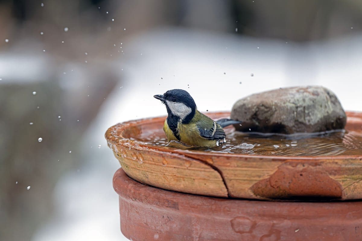 A small bird bathing in a clay birdbath in a snowy garden