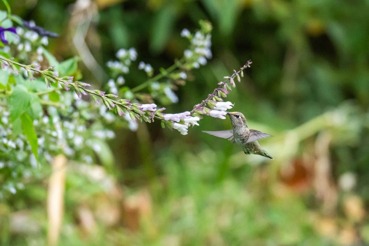 A hummingbird hovering to feed from purple flowers