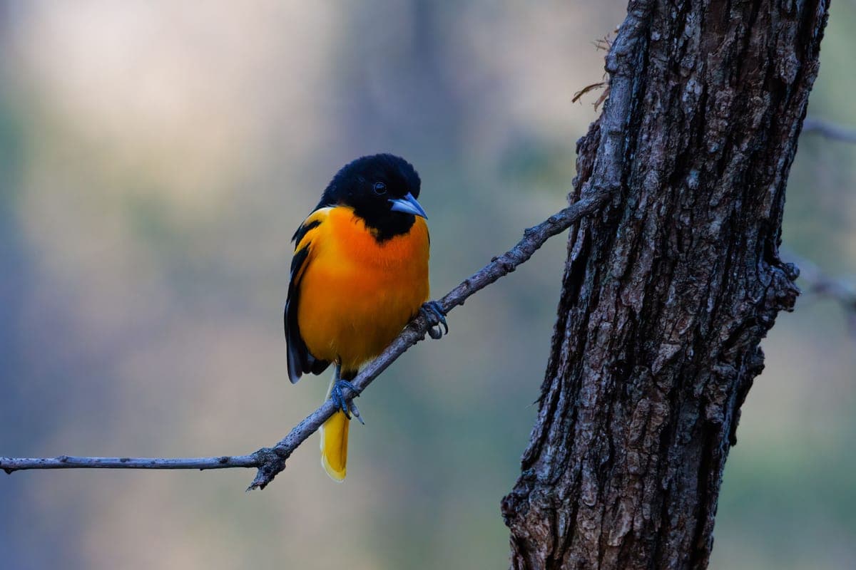 A Baltimore Oriole with bright orange and black plumage perched on a branch