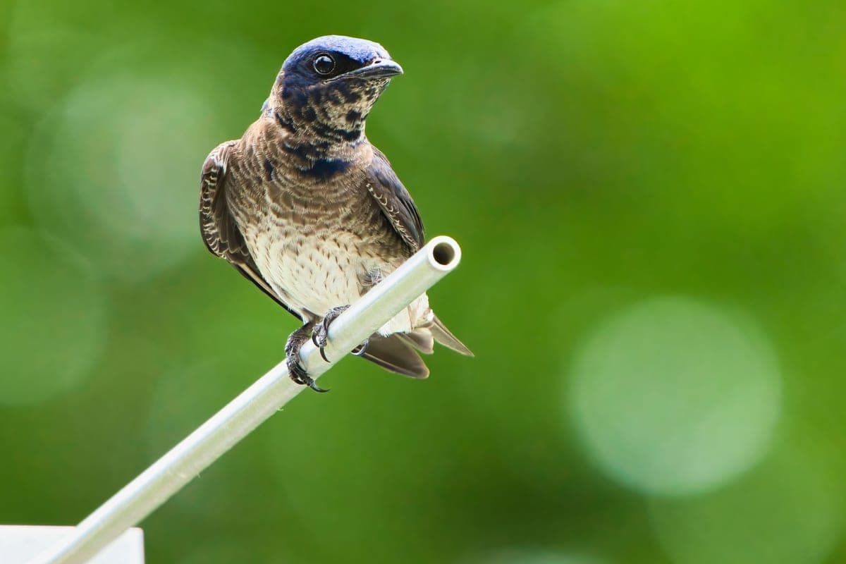 A purple martin perched on a white metal perch rod against a green background