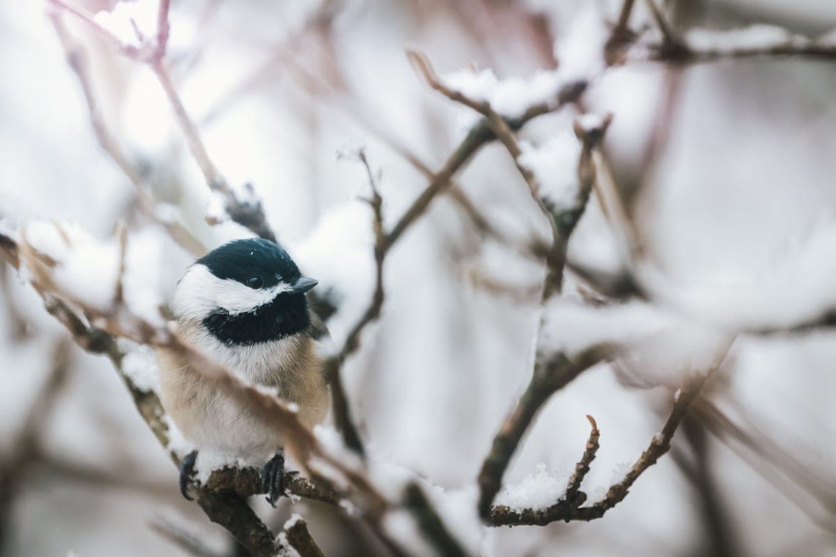 A black-capped chickadee on a snow-covered branch in winter