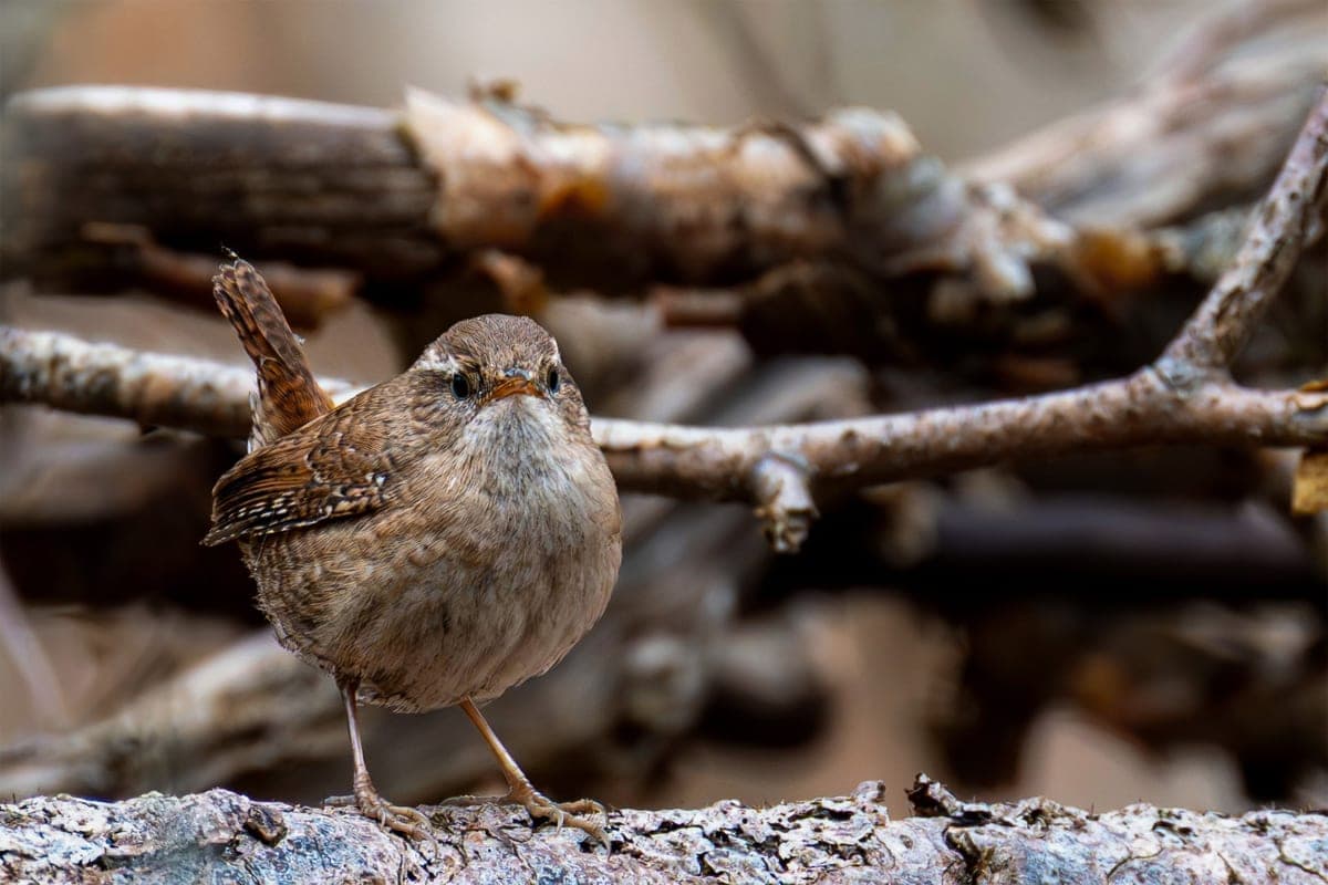 A wren perched on a bare branch in its natural habitat