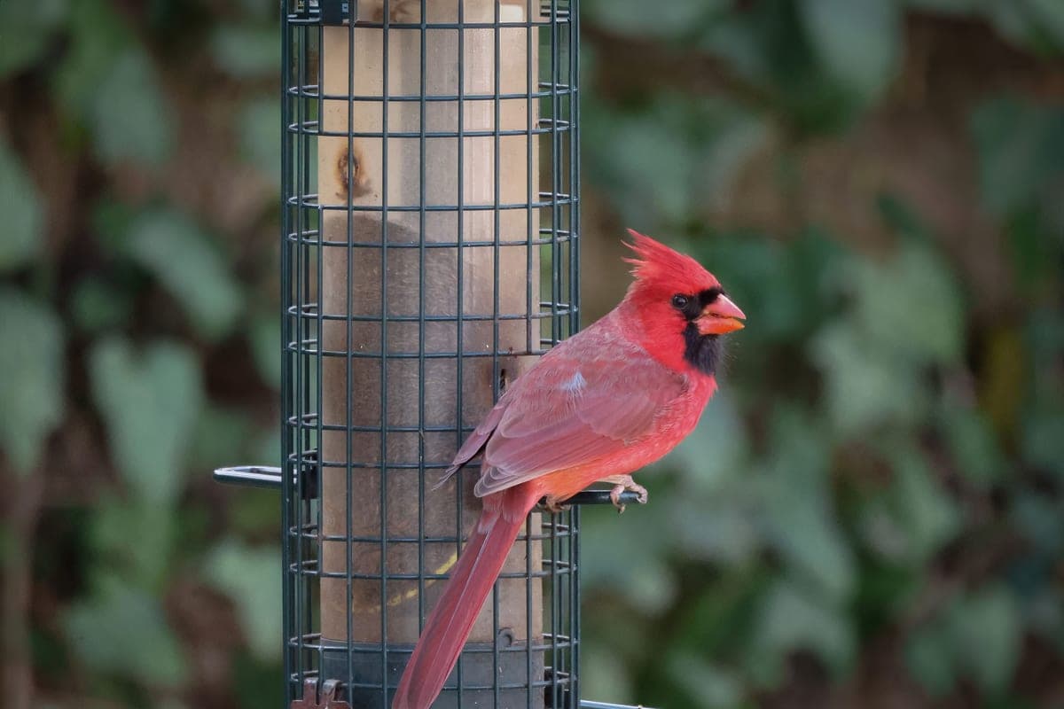 A Northern Cardinal perched on a garden bird feeder