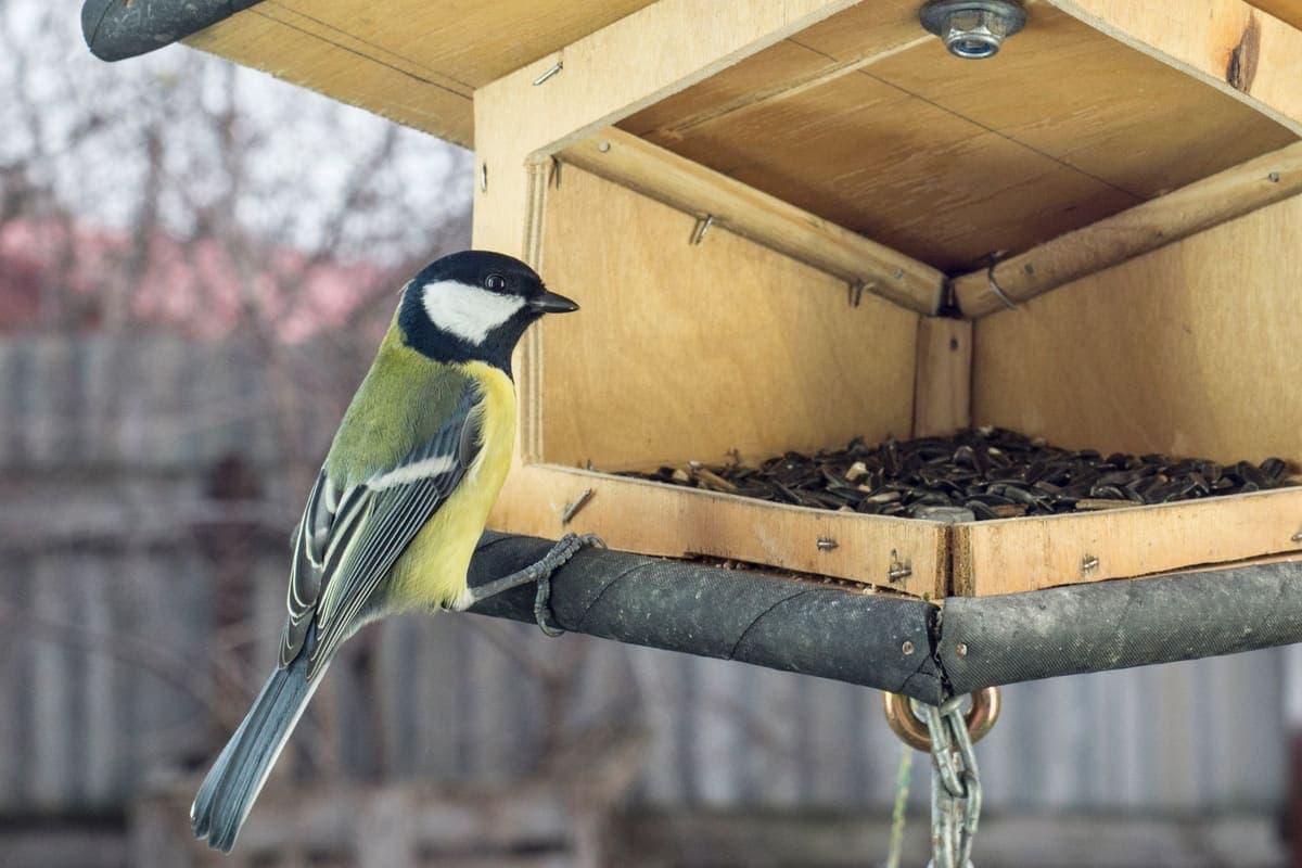 A small songbird perched on the rail of a wooden tray feeder filled with black sunflower seeds