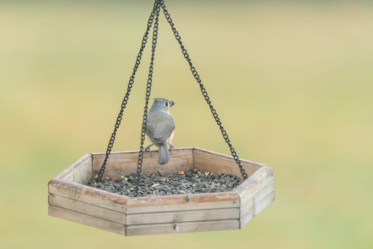 A Tufted Titmouse perched on a hexagonal wooden bird feeder