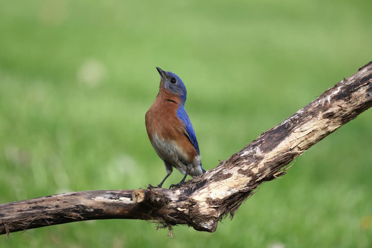 A male Eastern Bluebird perched on a bare branch against a green field