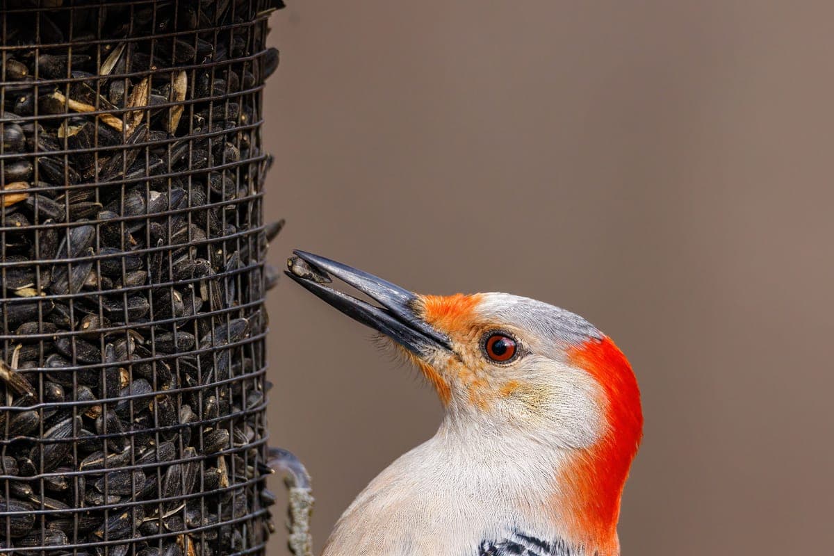 A red-bellied woodpecker feeding on sunflower seeds at a feeder