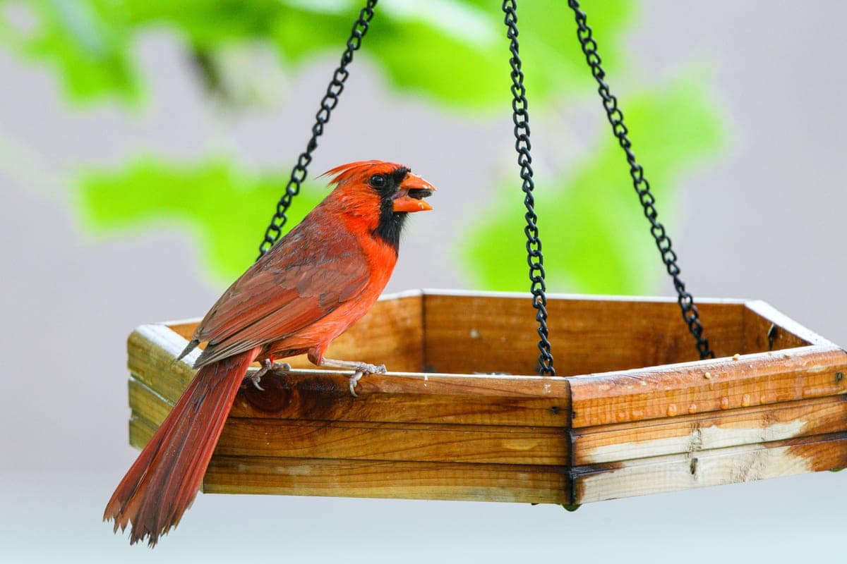 A male Northern Cardinal perched on the ledge of a garden bird feeder