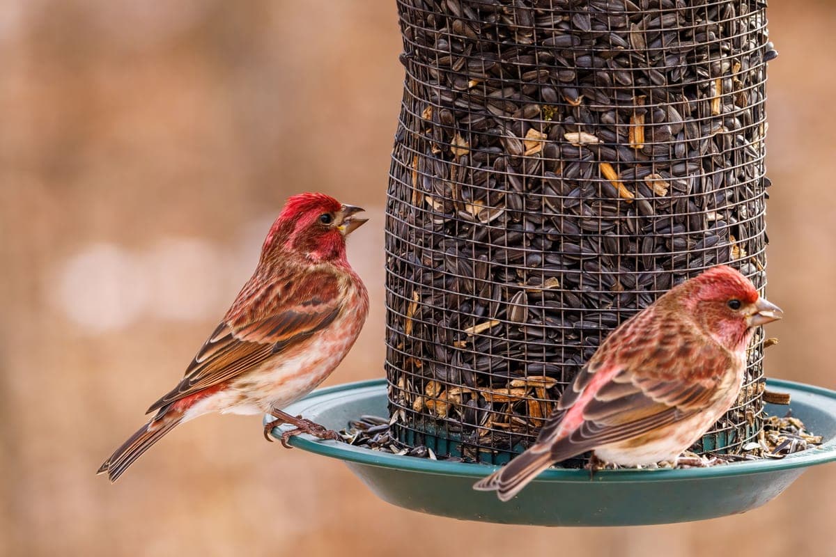 Two purple finches feeding from a metal mesh seed feeder