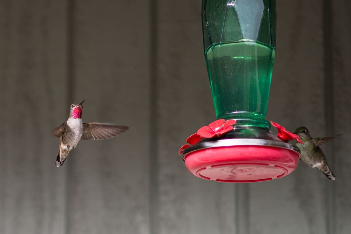 Two hummingbirds feeding in mid-air at a nectar feeder