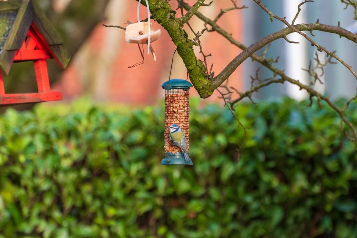 A Blue Tit perched on a garden bird feeder with lush foliage behind