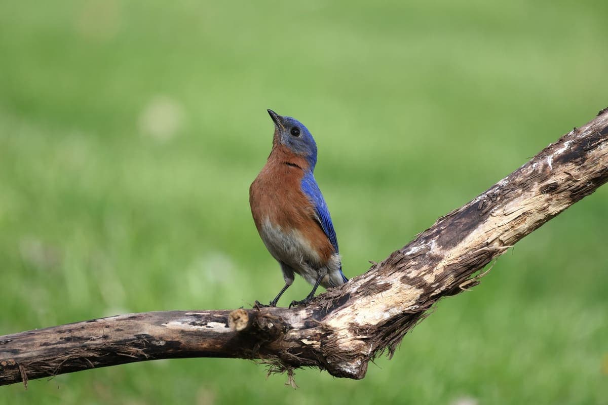 An eastern bluebird perched on a branch in a green garden