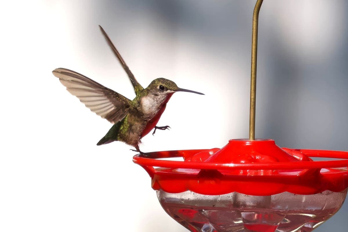 A hummingbird landing on a red nectar feeder holding clear sugar water