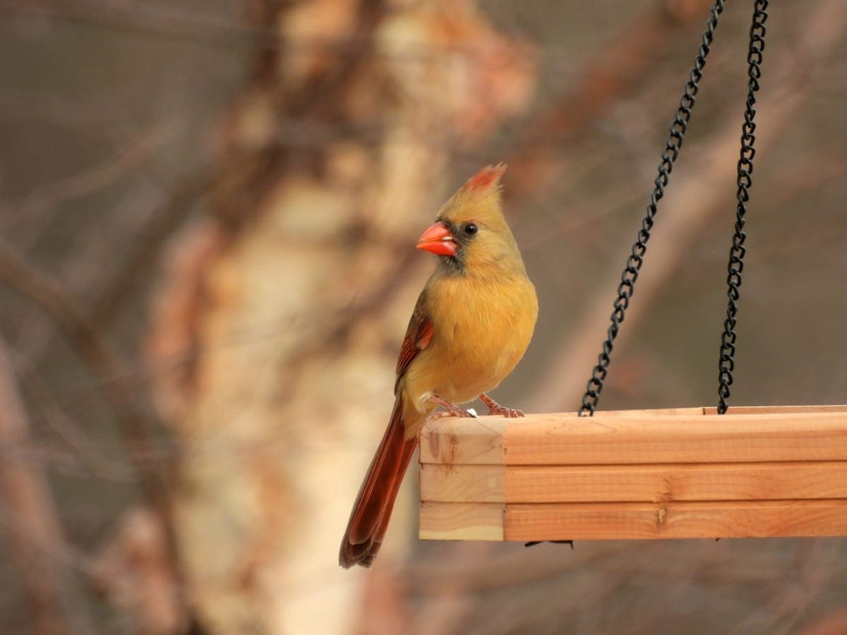 A female northern cardinal perched on a wooden bird feeder