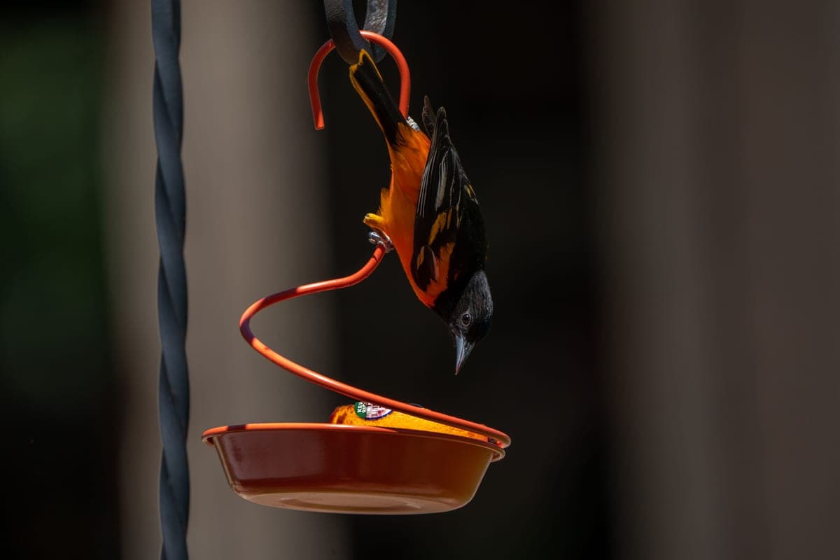 A Baltimore Oriole clinging to an orange spiral oriole feeder to reach a half orange in the dish below