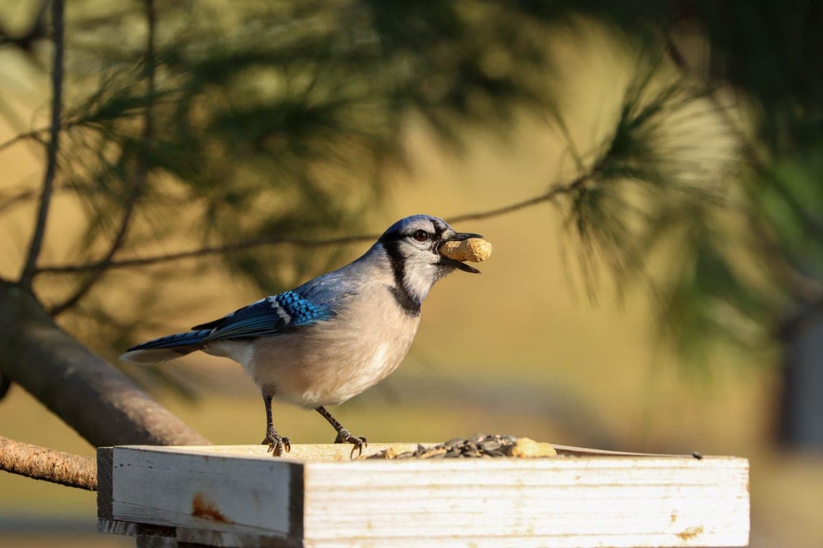 A Blue Jay holding a whole peanut in its bill while standing on a wooden tray feeder