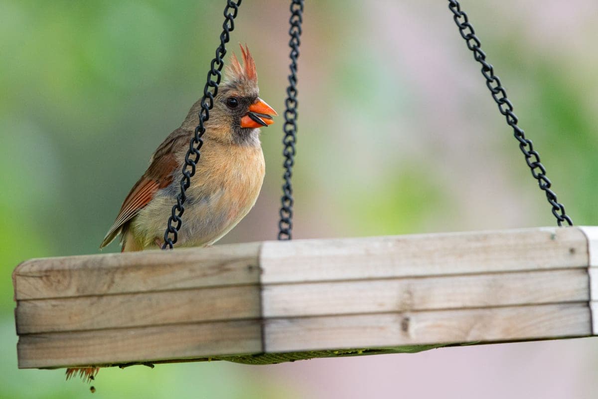 A female Northern Cardinal standing on a hanging wooden platform feeder