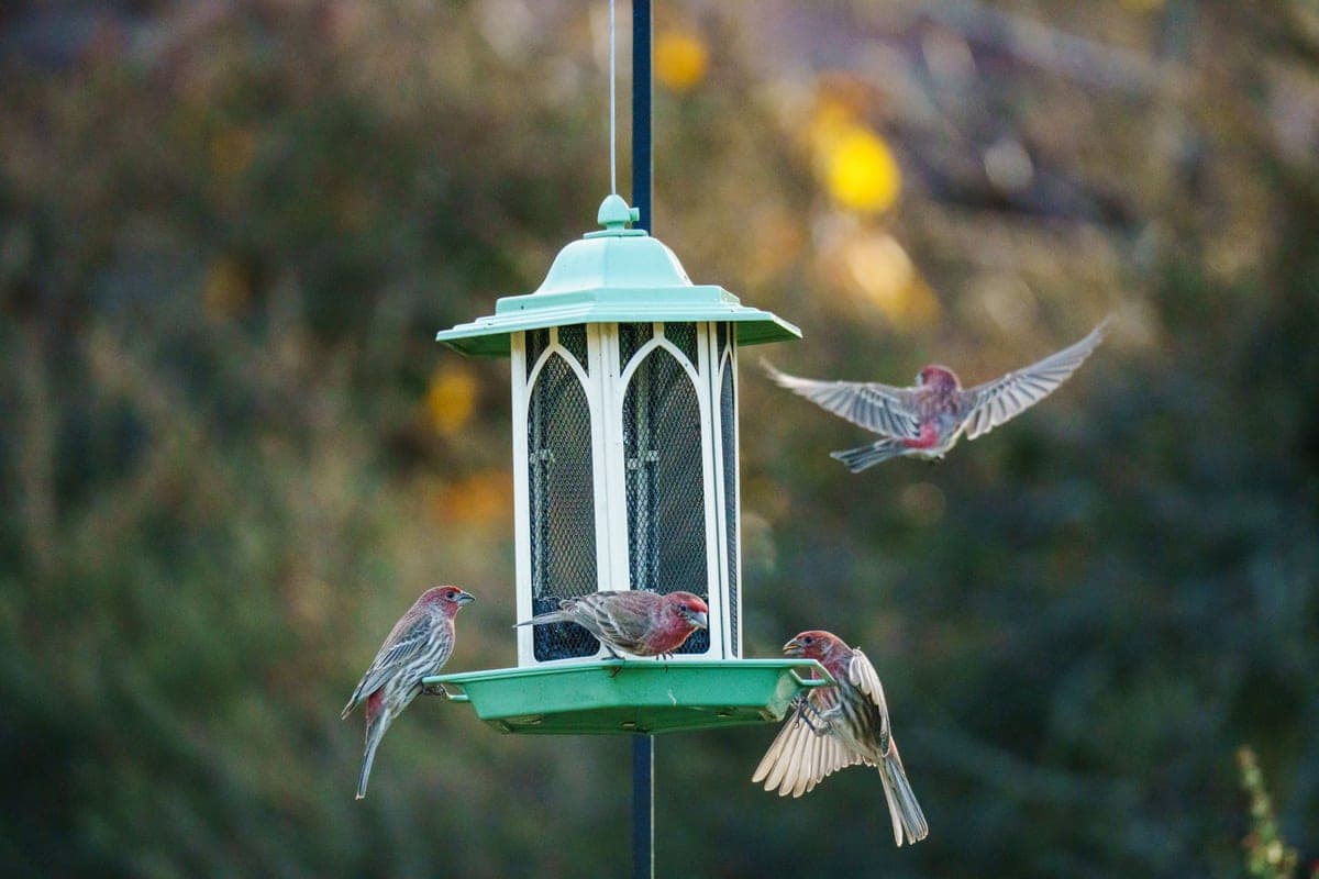 House finches feeding at a green gazebo feeder hanging from a dark garden pole