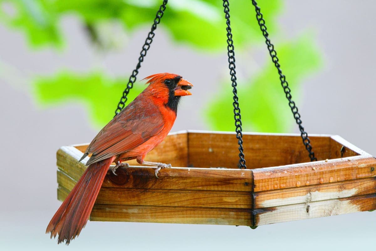 A male northern cardinal holding a pale seed in its beak on a hanging wooden tray feeder