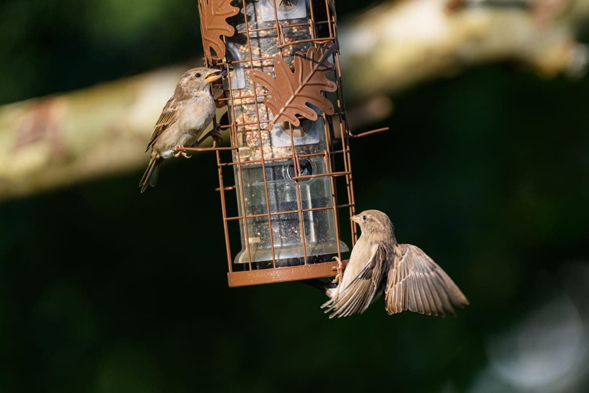 Two sparrows perched at a garden bird feeder in bright sunshine