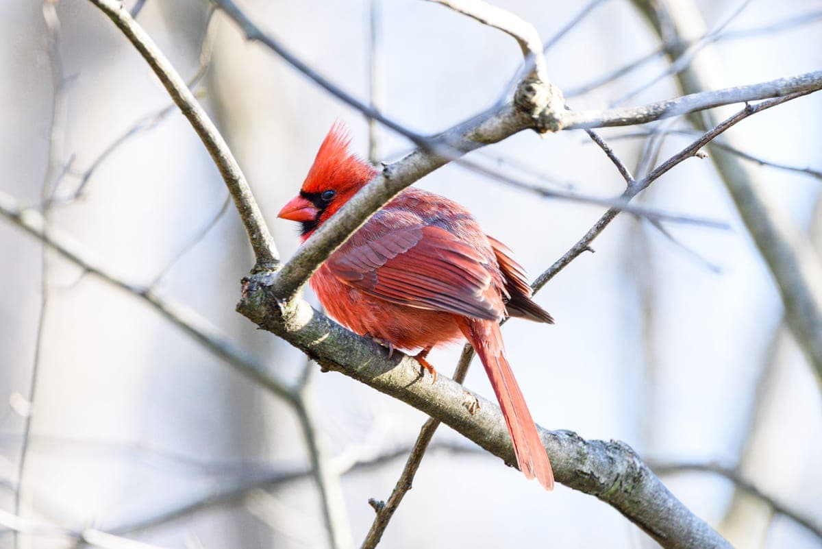 A northern cardinal perched on a bare branch