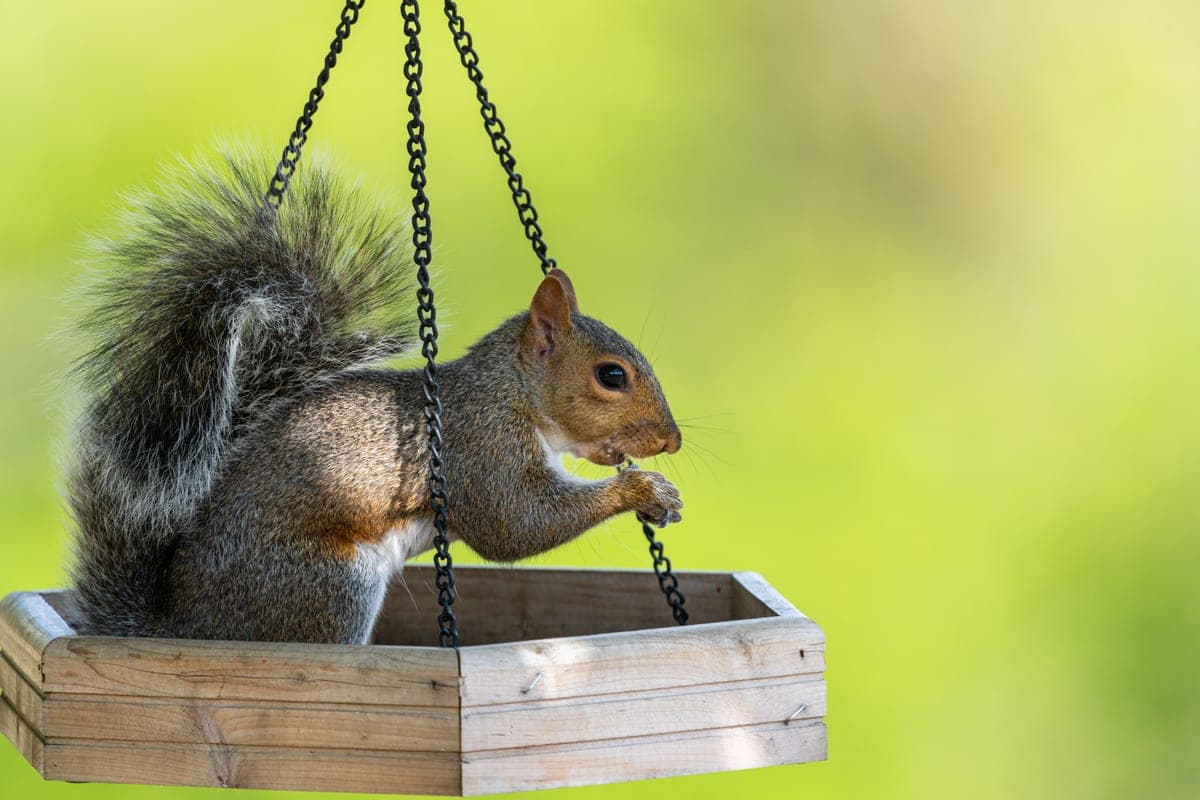 A gray squirrel sitting inside a wooden bird feeder eating seed