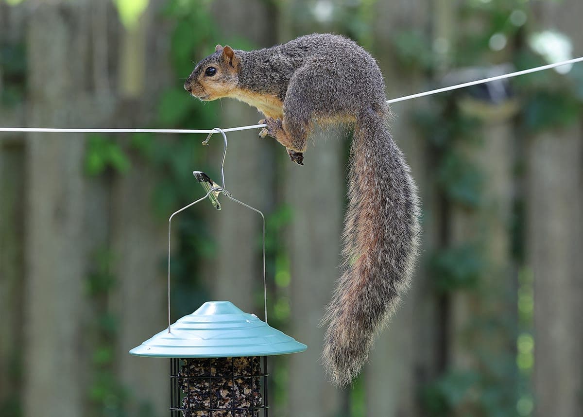 A squirrel balancing on a wire above a garden bird feeder