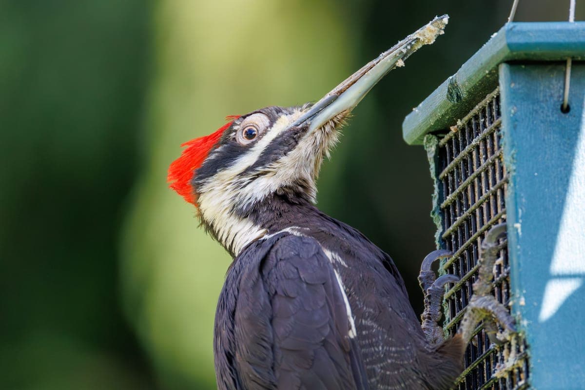 A pileated woodpecker feeding from a green wire suet cage