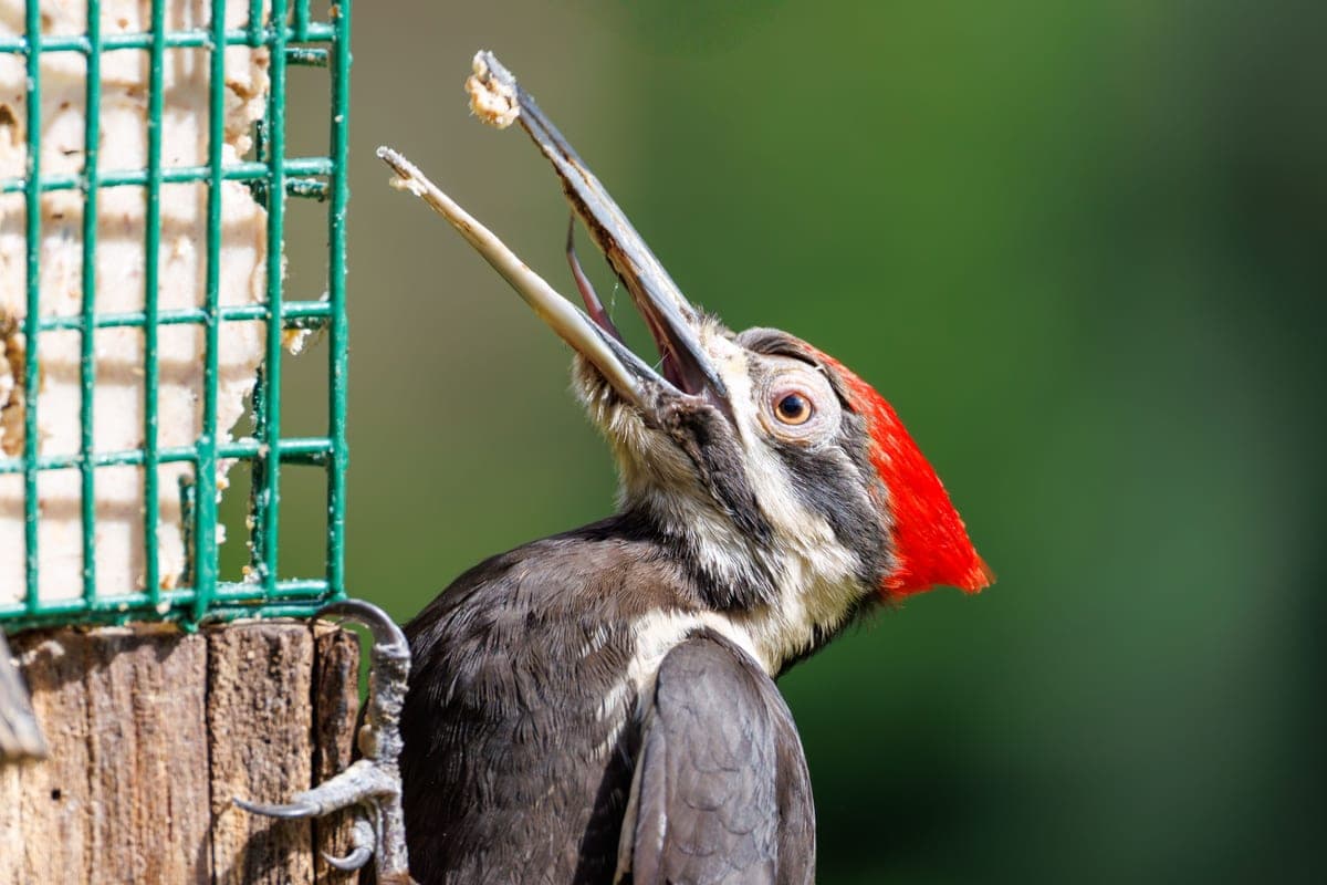 A pileated woodpecker feeding from a green vinyl-coated suet cage