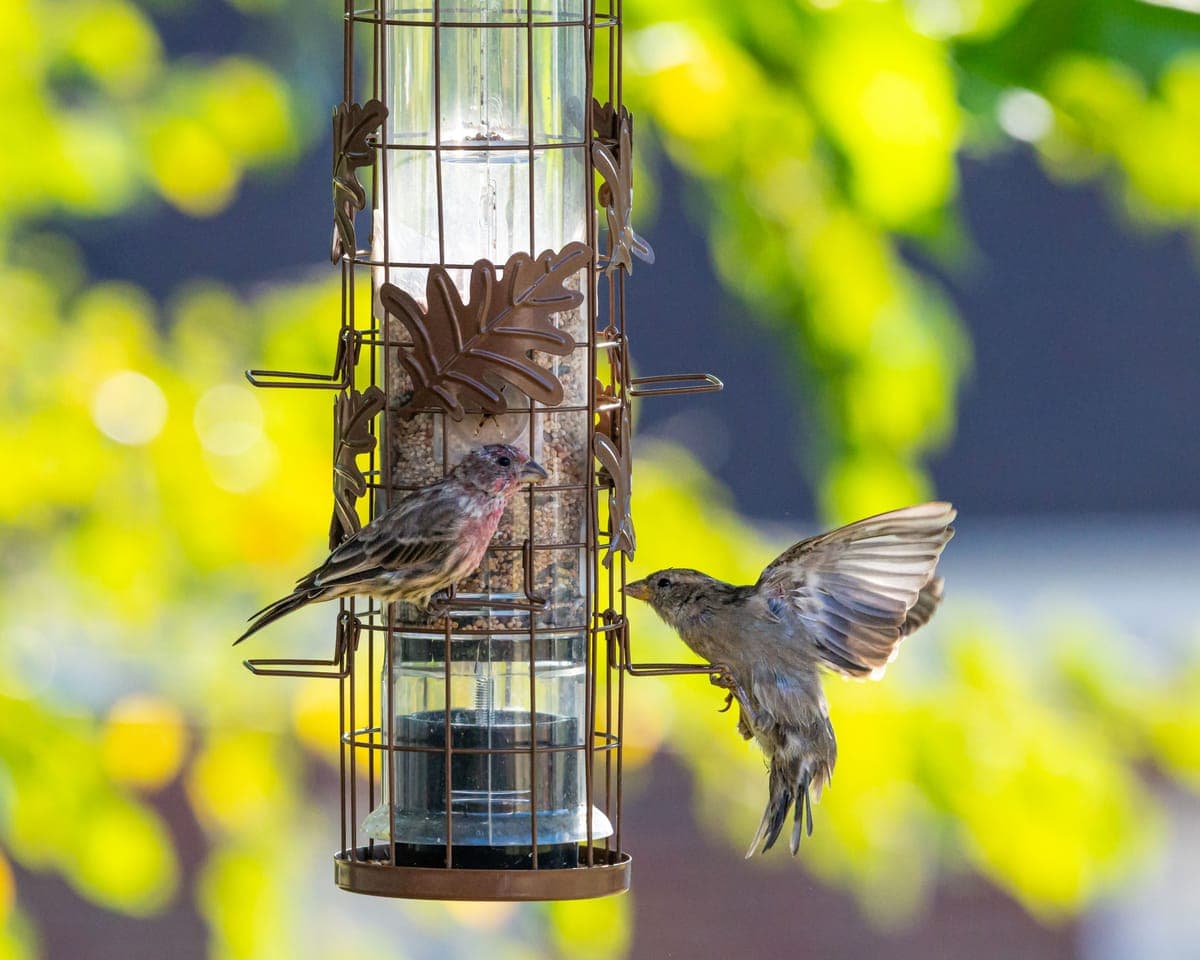 Two small birds feeding at a hanging seed feeder in spring foliage