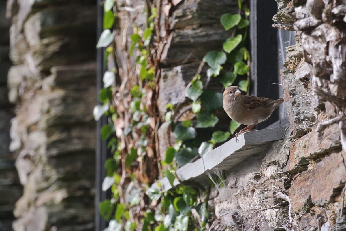 A small bird perched on a windowsill beside ivy