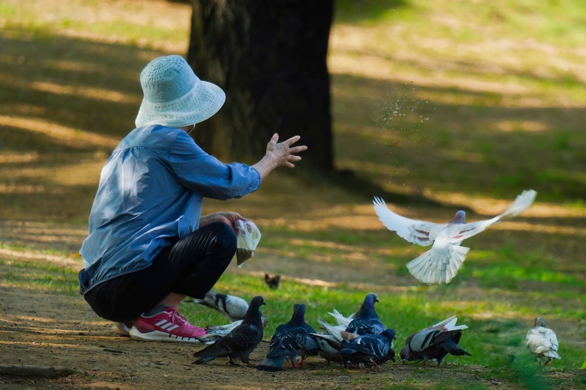 A person watching birds in a sunlit park