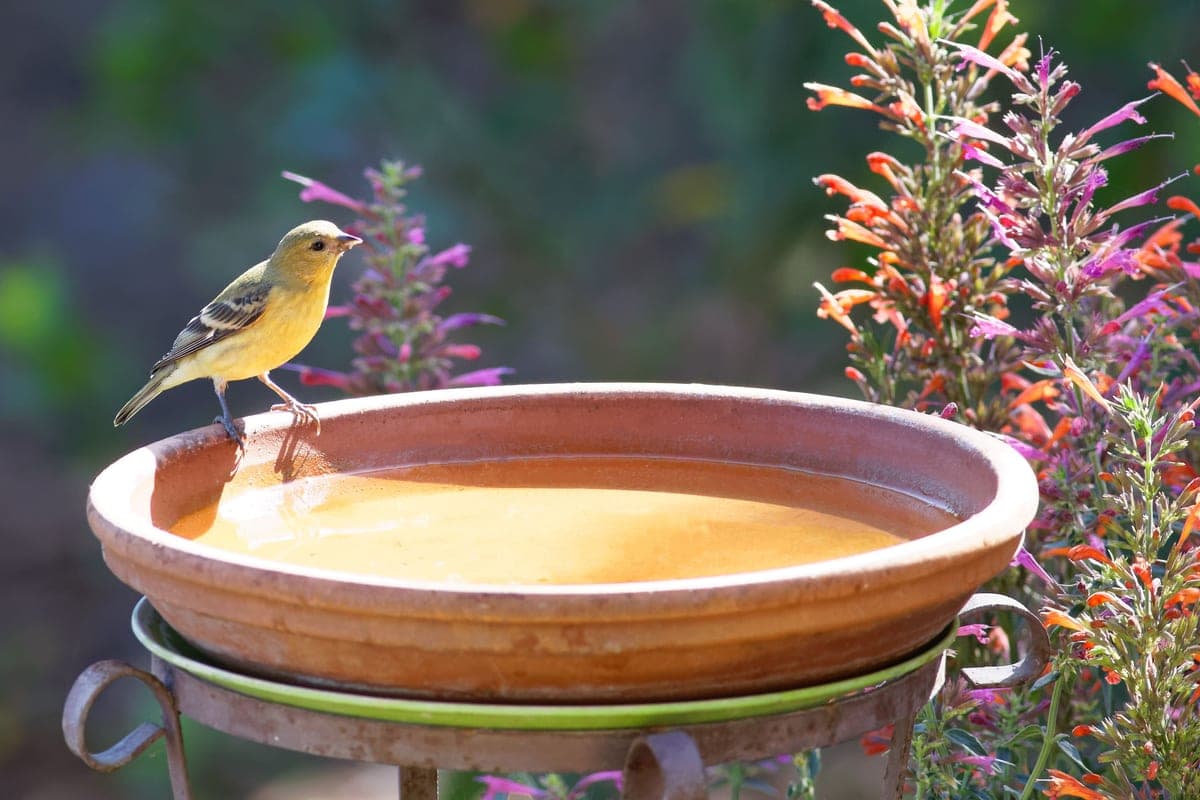 A goldfinch perched on the rim of a shallow terracotta bird bath among flowering garden plants