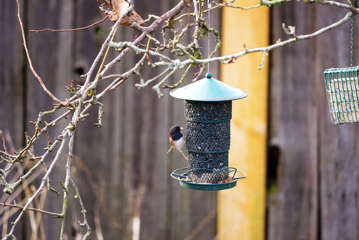 A chickadee perched on a hanging bird feeder in a winter garden