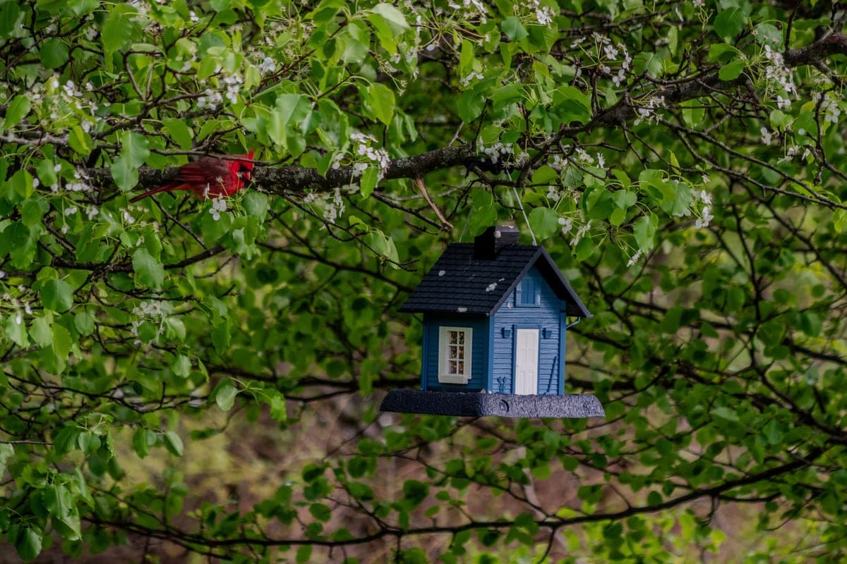 A blue cottage-style birdhouse hanging in a blossoming tree with a cardinal perched nearby