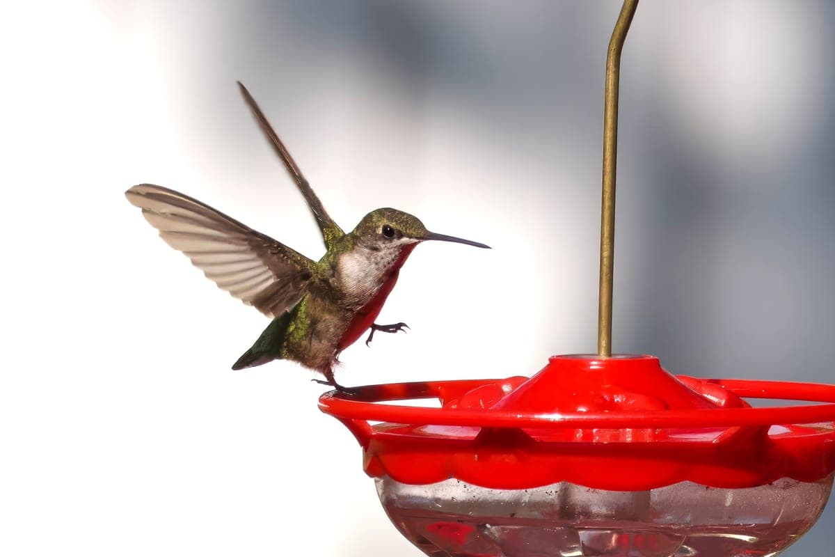 A hummingbird hovering mid-flight beside a bright red nectar feeder