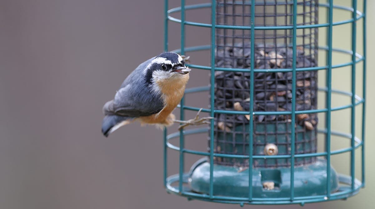 A nuthatch clinging to a green tube feeder filled with seed