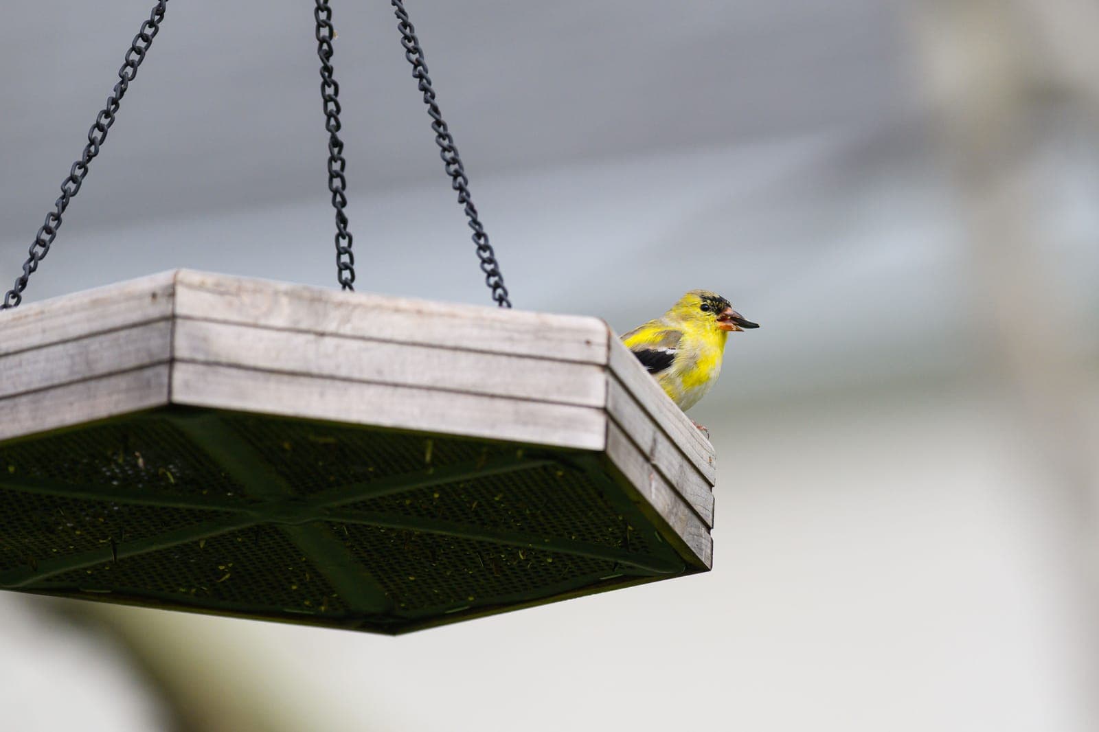 An American goldfinch perched on a hanging wooden bird feeder
