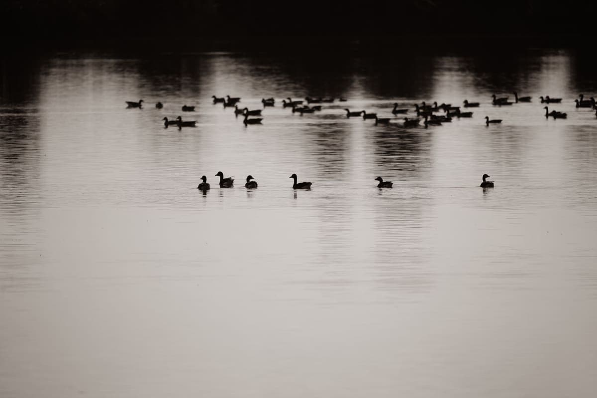 Distant ducks silhouetted on a calm lake at dusk