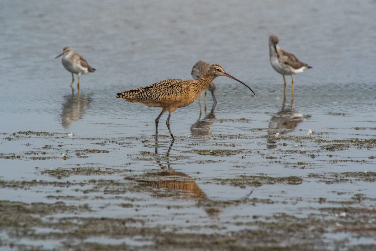 A group of shorebirds including a long-billed curlew foraging on a distant coastal mudflat